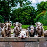 Pups van Remo en Dana
