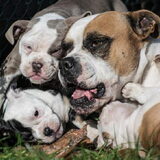 Rebel belaagd door pups