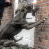 Foto van Shay