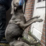 Foto van Shay