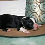 Foto van Angelique, Kleine Maybe en Tess <3