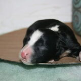Foto van Angelique, Kleine Maybe en Tess <3