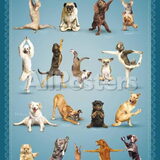 Yoga dogs.