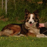 Bree, mama van Nanook. Woont in Groningen. Info omtrent Bree via ons en…