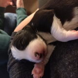 Foto van Angelique, Kleine Maybe en Tess <3