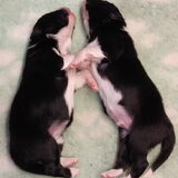Foto van Angelique, Kleine Maybe en Tess <3