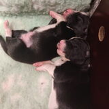 Foto van Angelique, Kleine Maybe en Tess <3