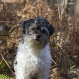 Foto van Lisa; Bobbie, Bentley & Lilly