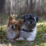 Foto van Lisa; Bobbie, Bentley & Lilly