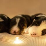 Foto van Angelique, Kleine Maybe en Tess <3