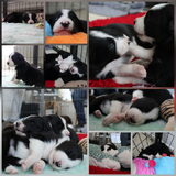Foto van Angelique, Kleine Maybe en Tess <3