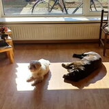 Foto van Lucia, Lizzy & Ziva