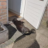 Foto van Lucia, Lizzy & Ziva