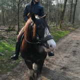 Foto van Dutchshepherdteam