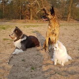 Foto van Dutchshepherdteam