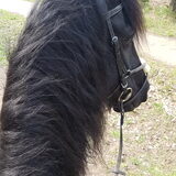 Foto van Dutchshepherdteam