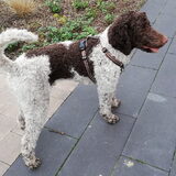 Foto van Sas en haar honden