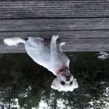 Foto van Sigrid, Sandy, Diva & Nala