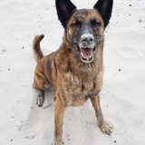 Foto van Dutchshepherdteam
