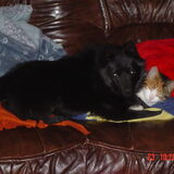 Ons Egor en de poes die samen slapen.