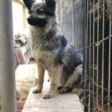 Romy nog in de opvang in Roemenië