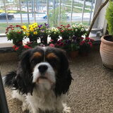 Lentehond.