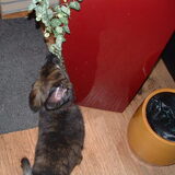 puppen kattenkwaad. Hé, die plant is veel te groot!!!