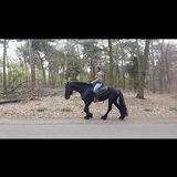Foto van Dutchshepherdteam