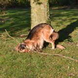 Loca, rare hond.