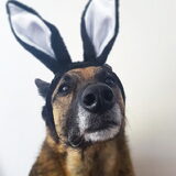 Foto van Dutchshepherdteam