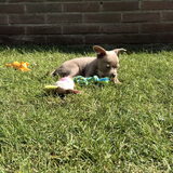 Pixel lekker aan het chillen in de tuin op het speciaal voor haar…