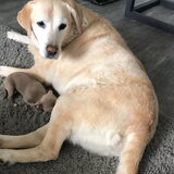 Pixel met haar grote vriend Diesel