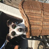 Foto van bente
