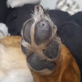 Foto van Dutchshepherdteam