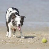 Foto van Angelique; Bruno, Charlie & Fenna