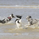 Foto van Angelique; Bruno, Charlie & Fenna