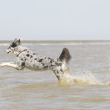 Foto van Angelique; Bruno, Charlie & Fenna