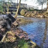 Foto van Ciska en Spanjaardje Moh (Bambi r.i.p.)