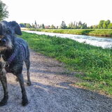 Foto van Ciska en Spanjaardje Moh (Bambi r.i.p.)