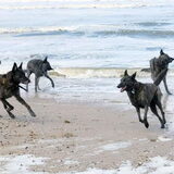 Foto van Dutchshepherdteam