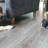 Foto van Dutchshepherdteam
