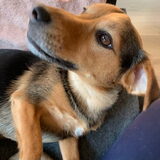 kleine lieve boef