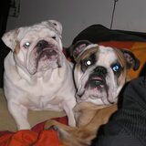 Mijn lieve boeffies. De witte Joekel is alweer 5 jaar oud. De bruine…