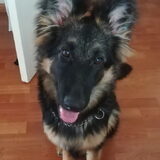 Mijn Duitse herder pup Luna.