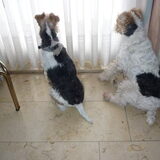 mama en papa fox terrier zitten mooi te wachten tot hun baasje weer…