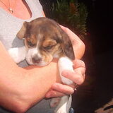 Ivory 4 weekjes oud..