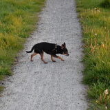 Balou aan de wandel.