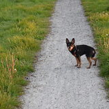 Van Balou hoeven wandelingen niet.