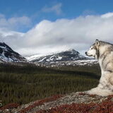 Foto van Alaska's Finest!