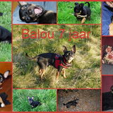 Balou zeven jaar.